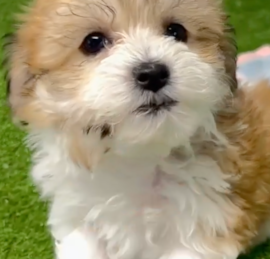 Havachon Puppies For Sale - Pilesgrove Pups